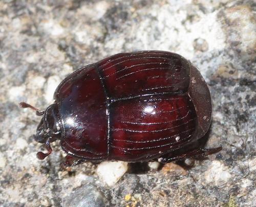 Margarinotus merdarius